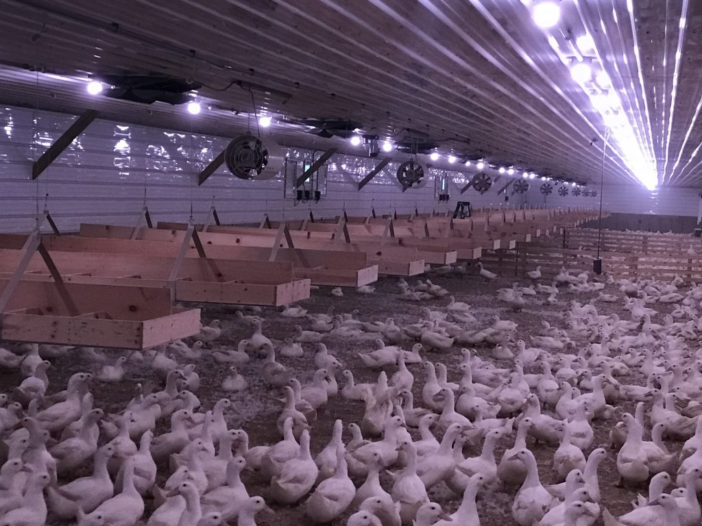 Duck Barns Buschur Equipment